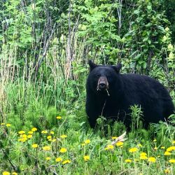 Black Bear
